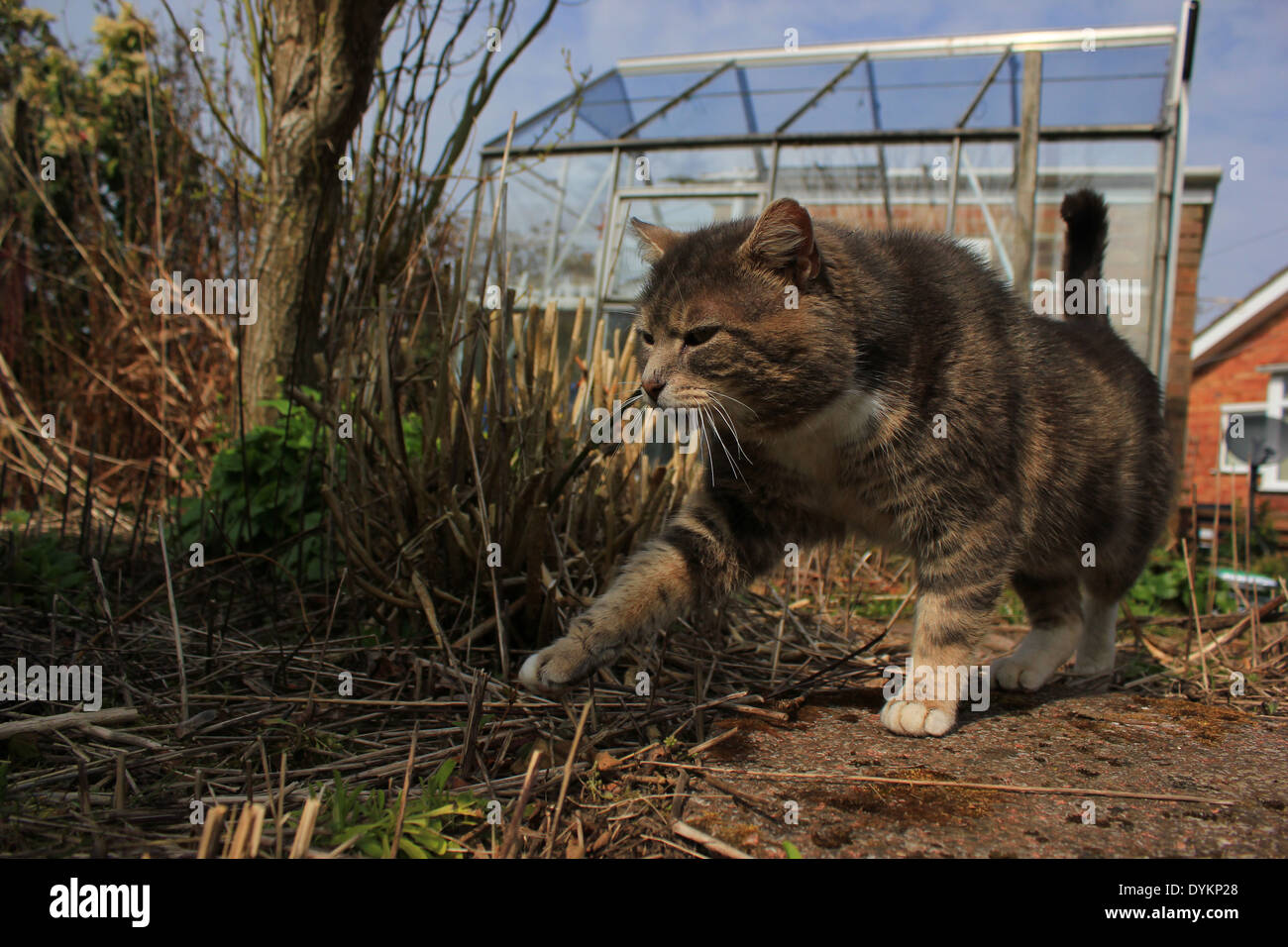 Tabby cat walking on garden path by greenhouse Stock Photo - Alamy
