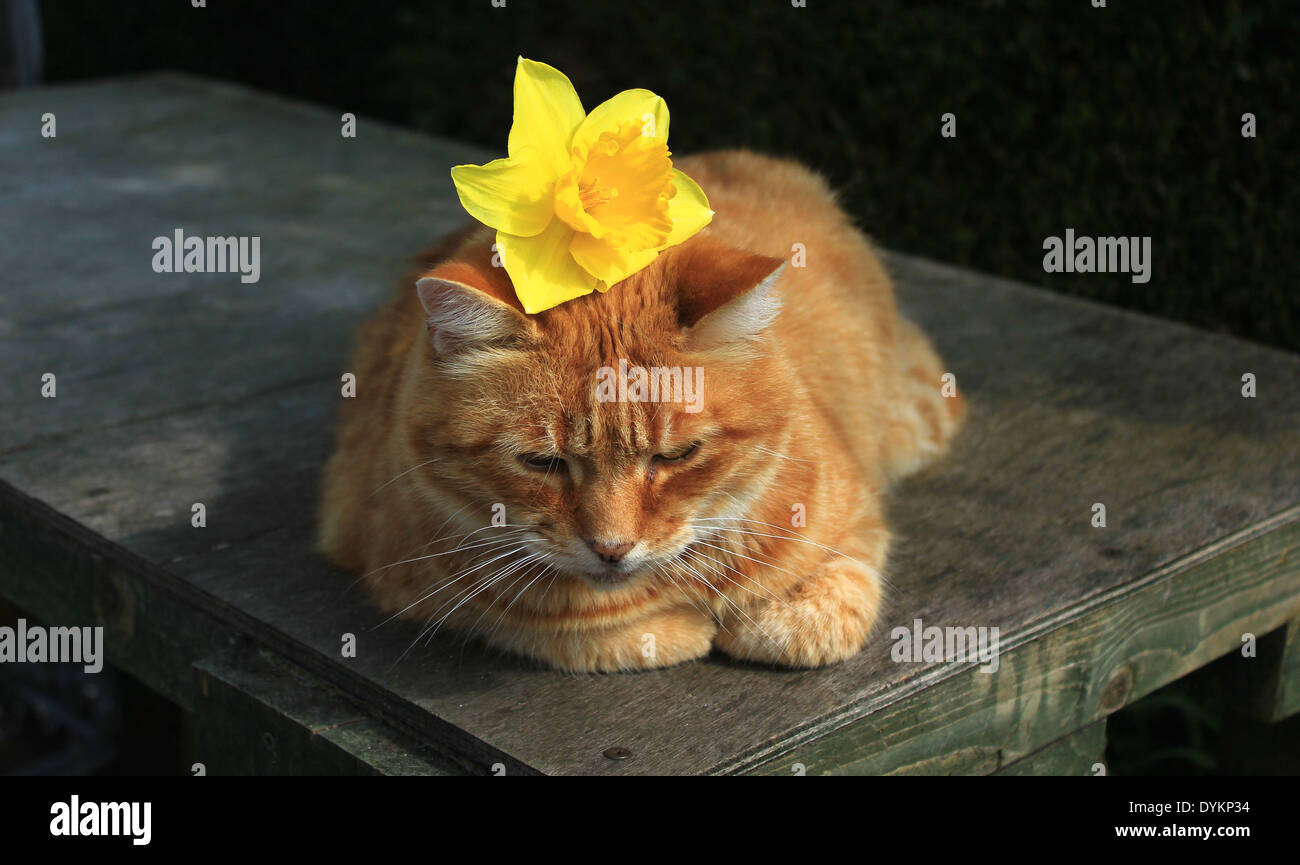 Ginger cat with daffodil Stock Photo Alamy