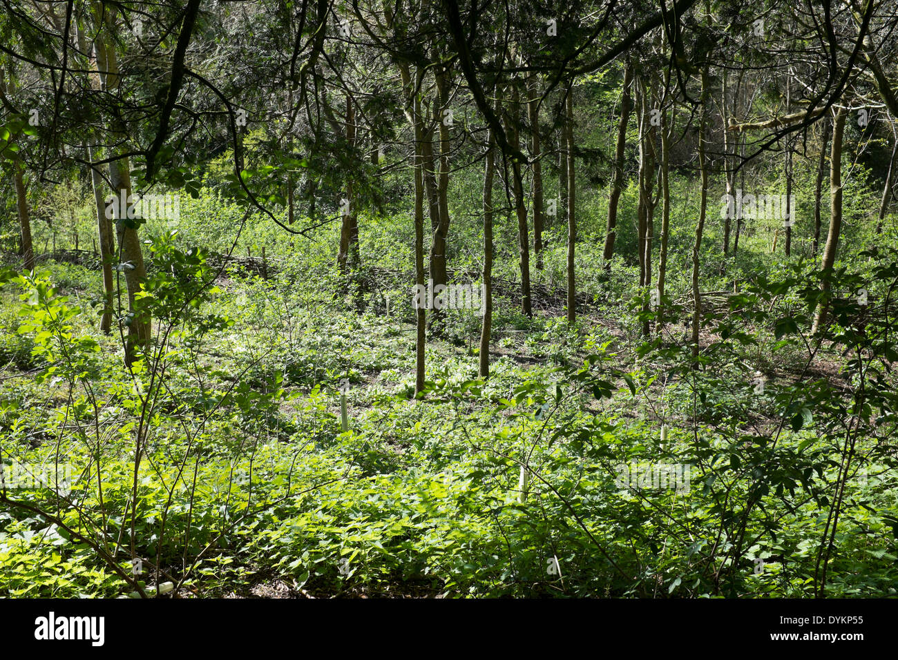 The Old Burial Ground Drew's Pond Wood near Devizes Stock Photo Alamy
