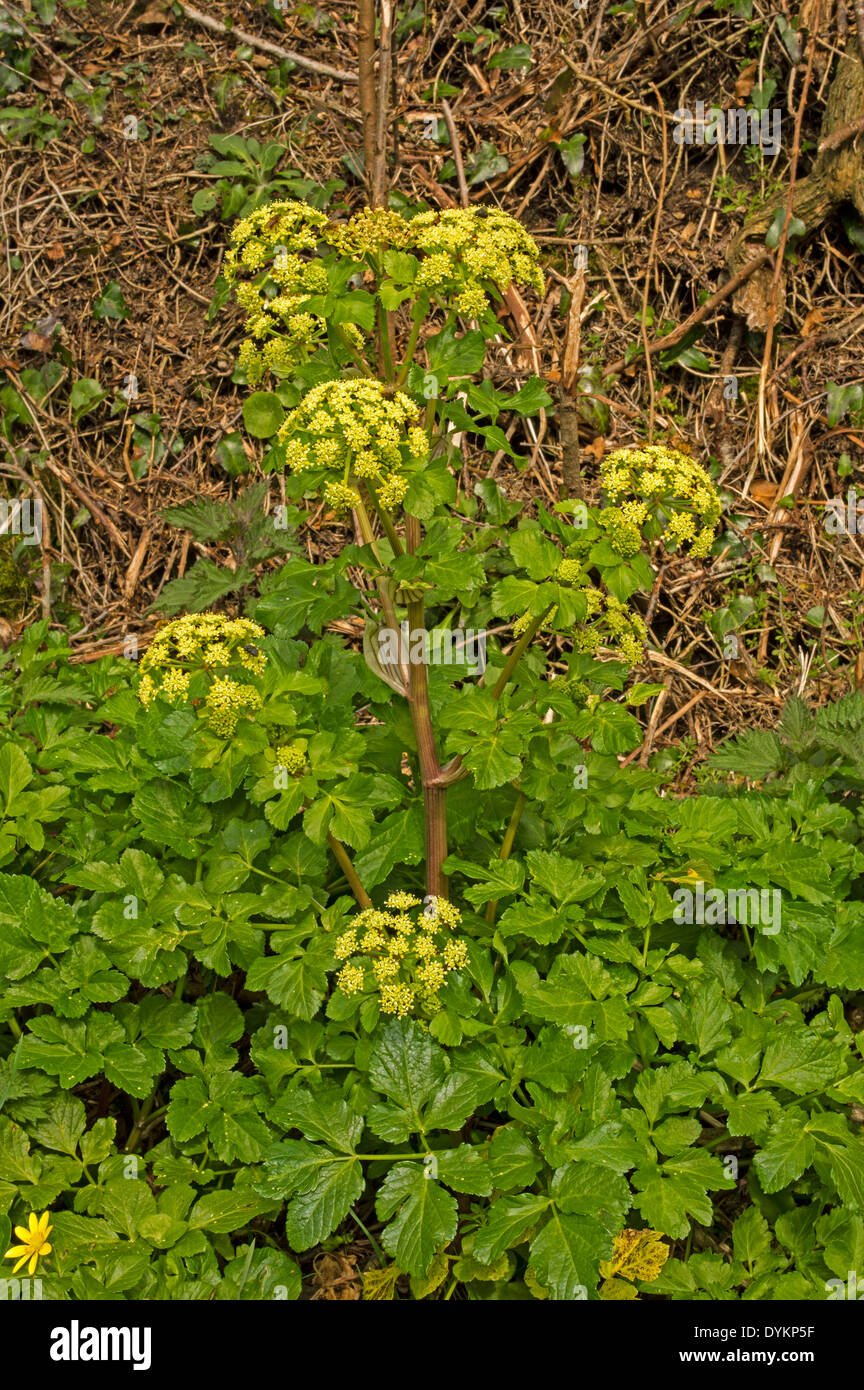 Alexanders. Common in coastal areas along roadsides and in waste places. Stock Photo