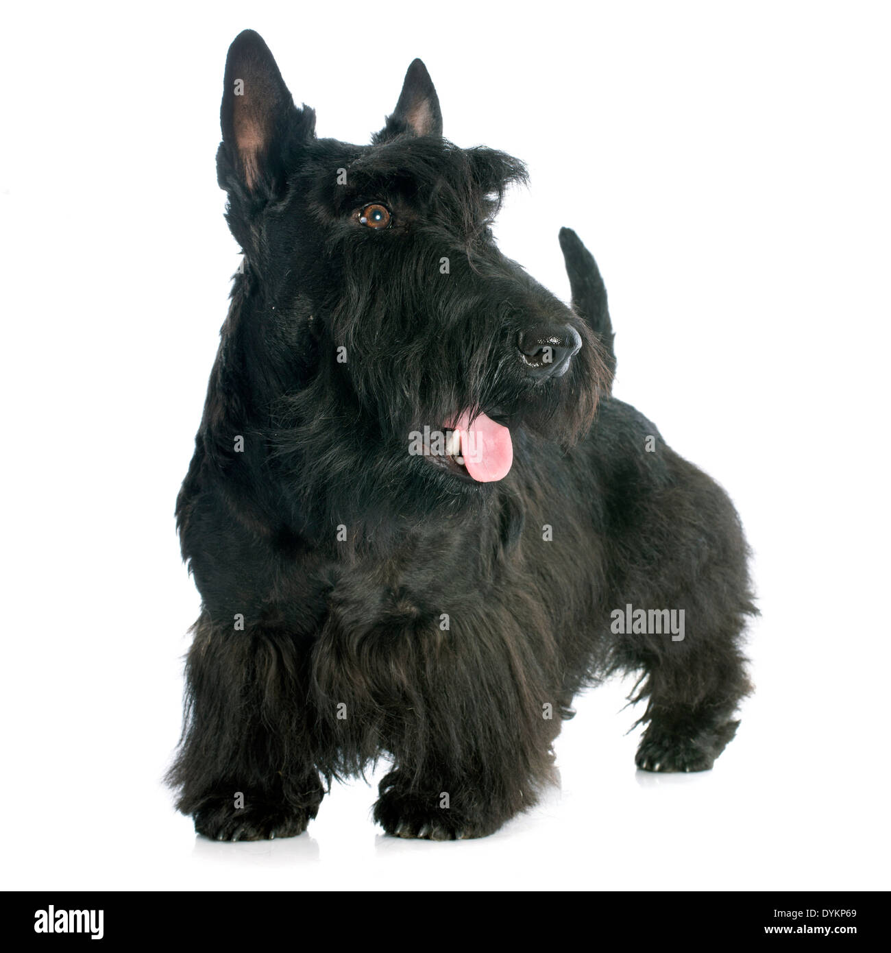 Scottish Terrier in front of white background Stock Photo