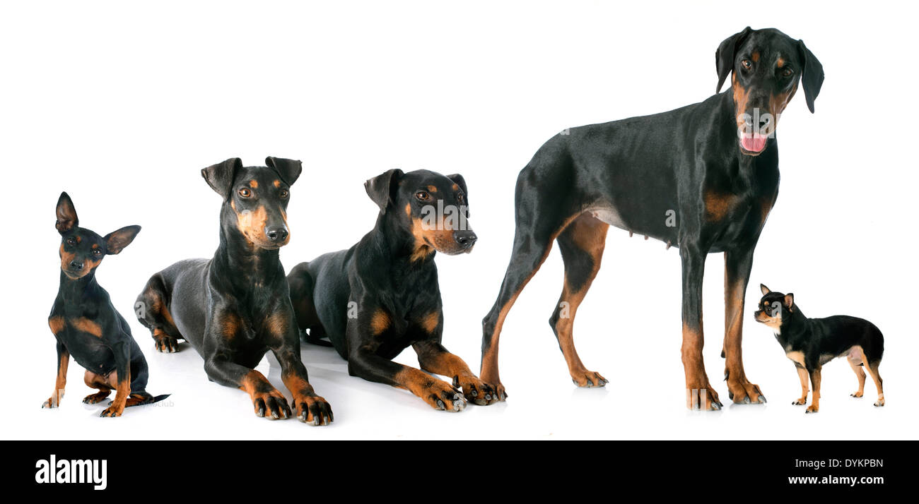 Do Dobermans Get Jealous