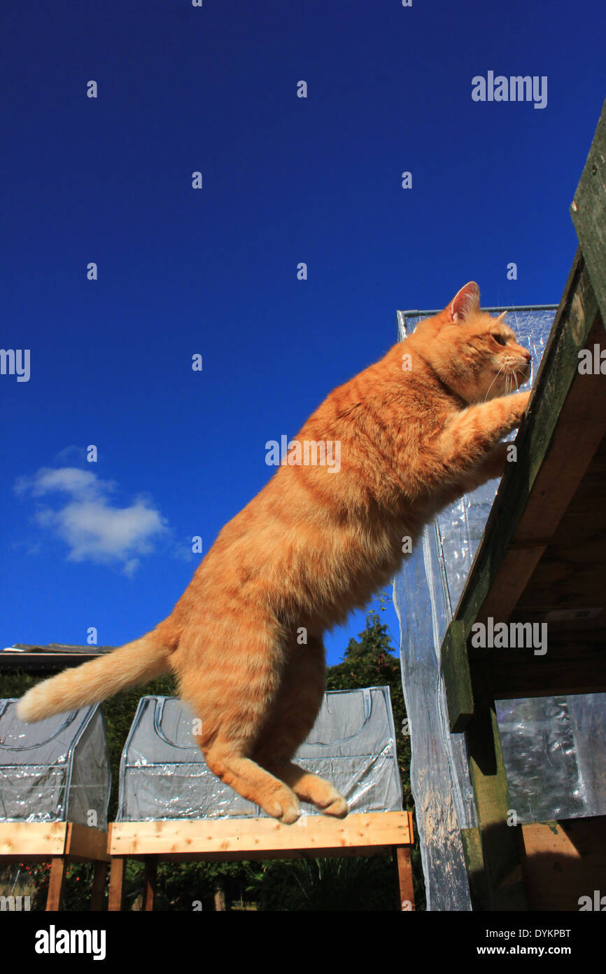 Ginger cat jumping onto garden table Stock Photo Alamy