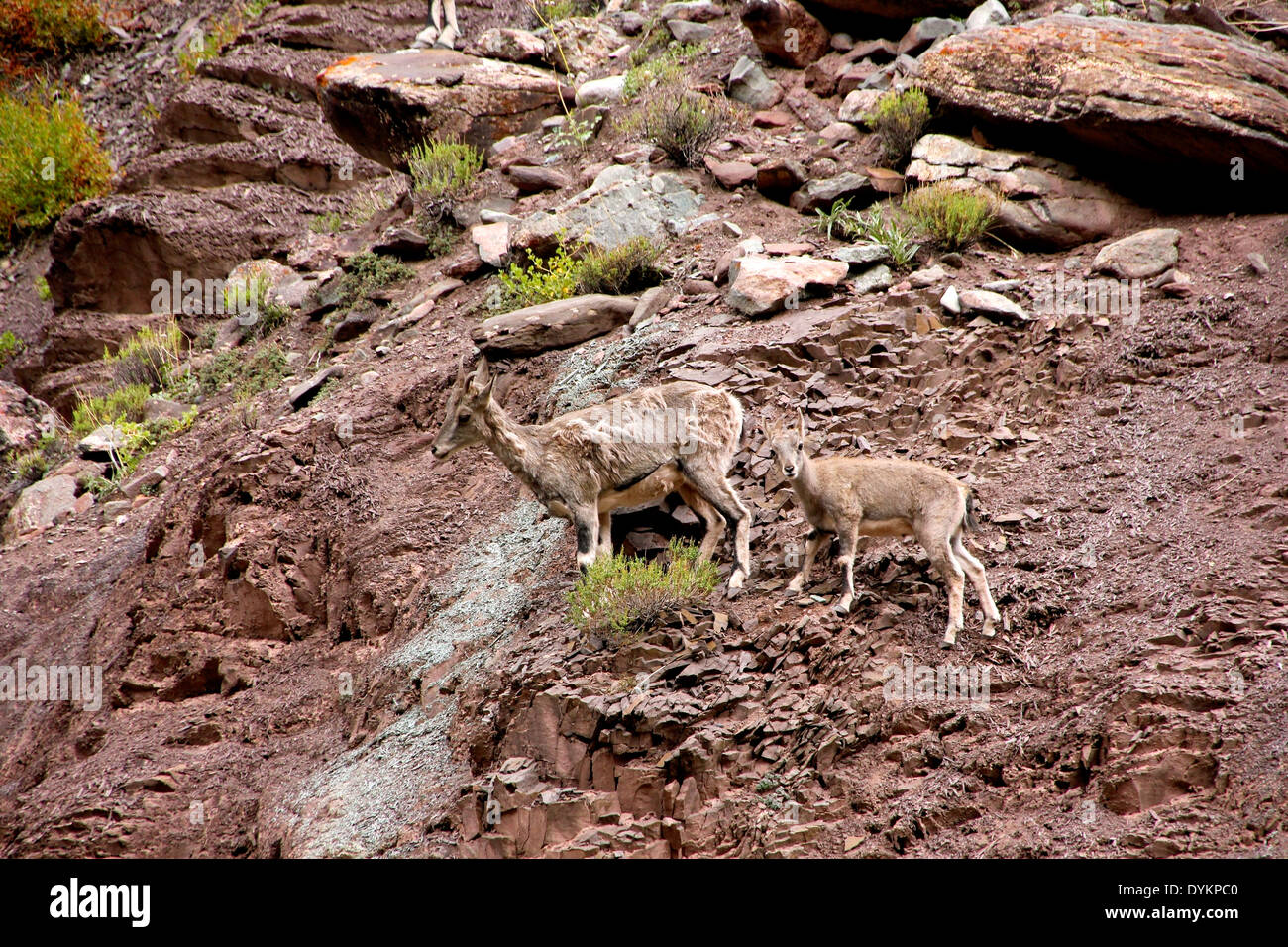Blue Sheep on the Cliff Stock Photo - Alamy
