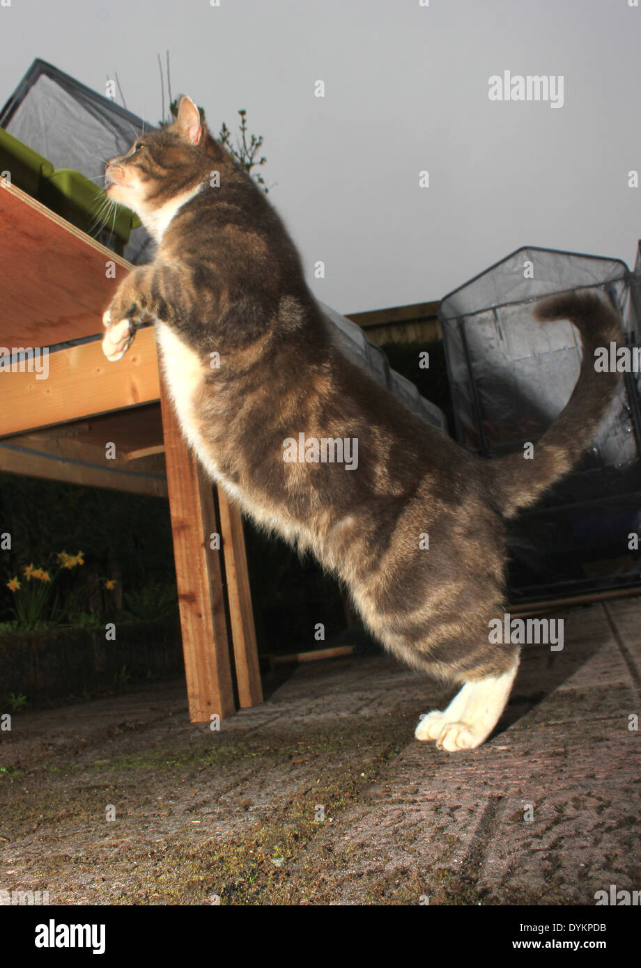 how to keep cat from jumping on table