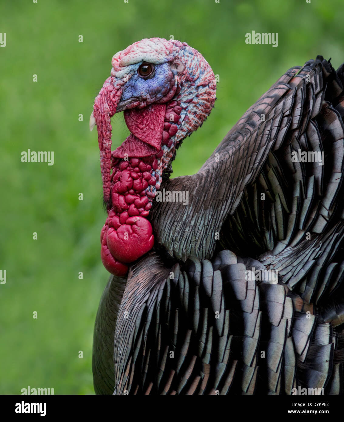 Male wild turkey Stock Photo