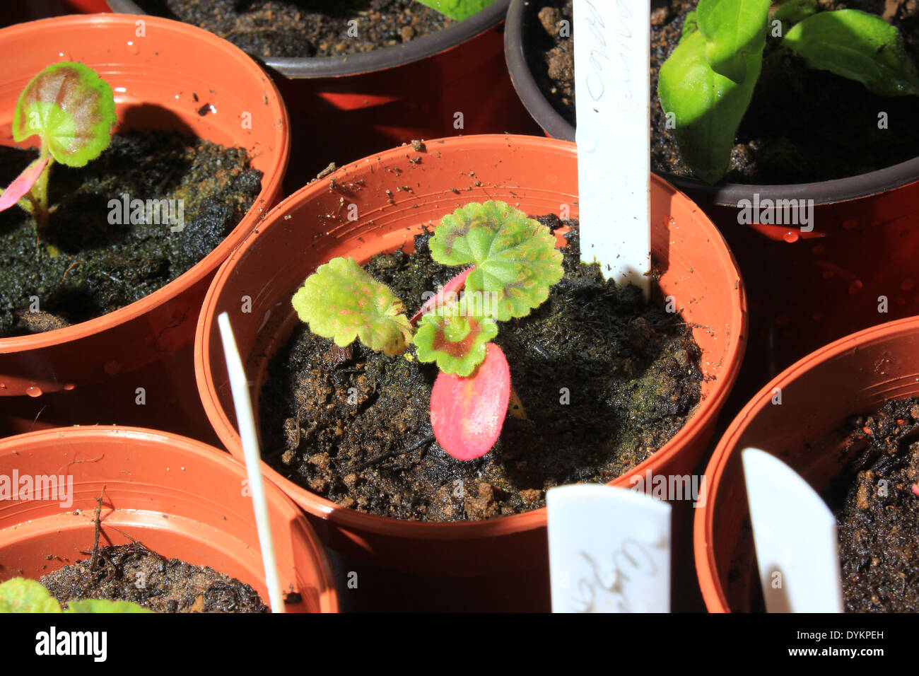 Geranium seedlings in plastic pots Stock Photo
