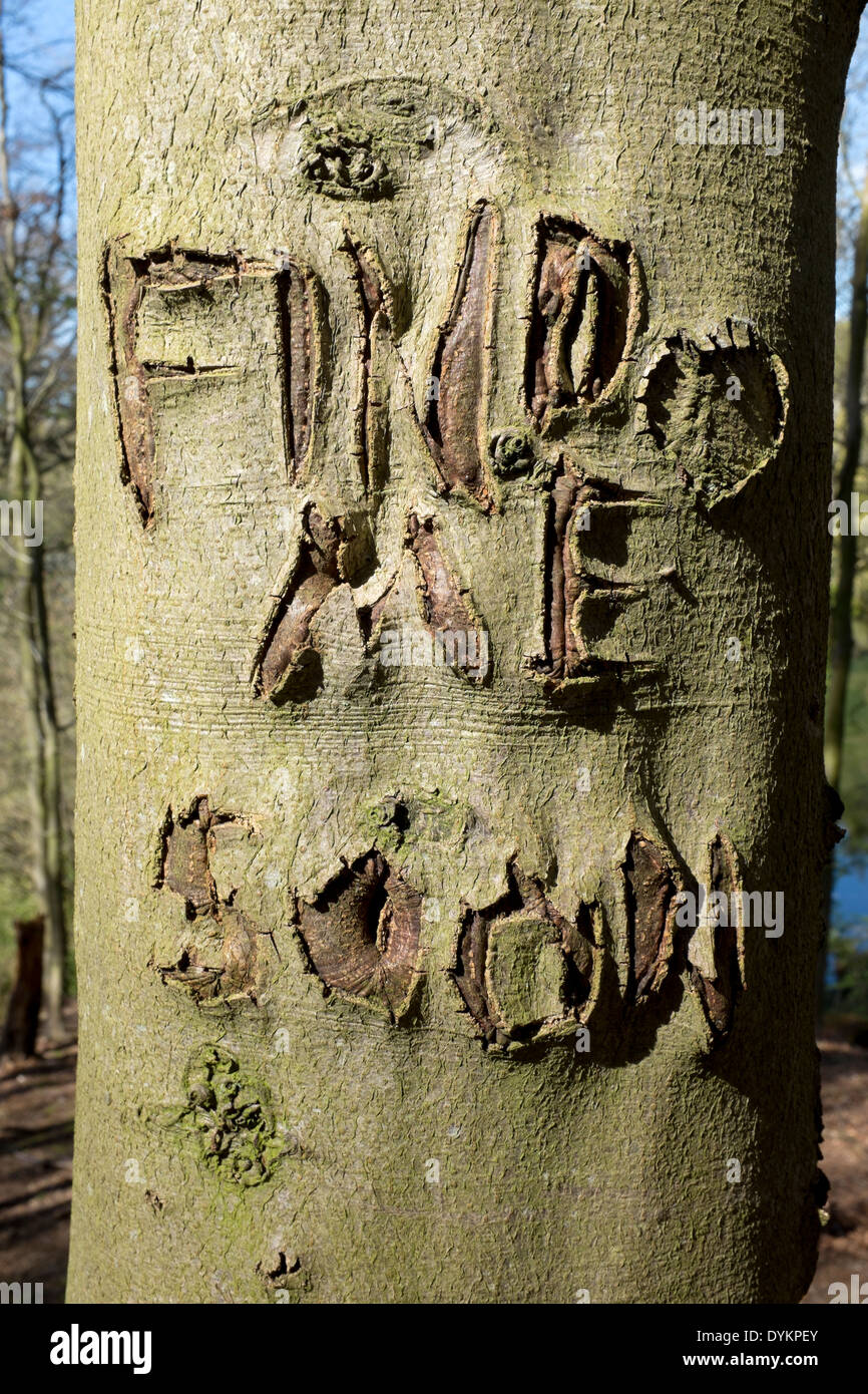 Find Me Soon Graffiti Carved in Tree Trunk Stock Photo