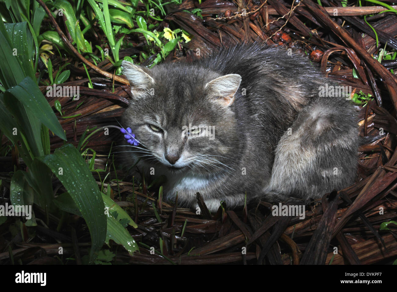 Stray cat sleeping in the rain Stock Photo Alamy