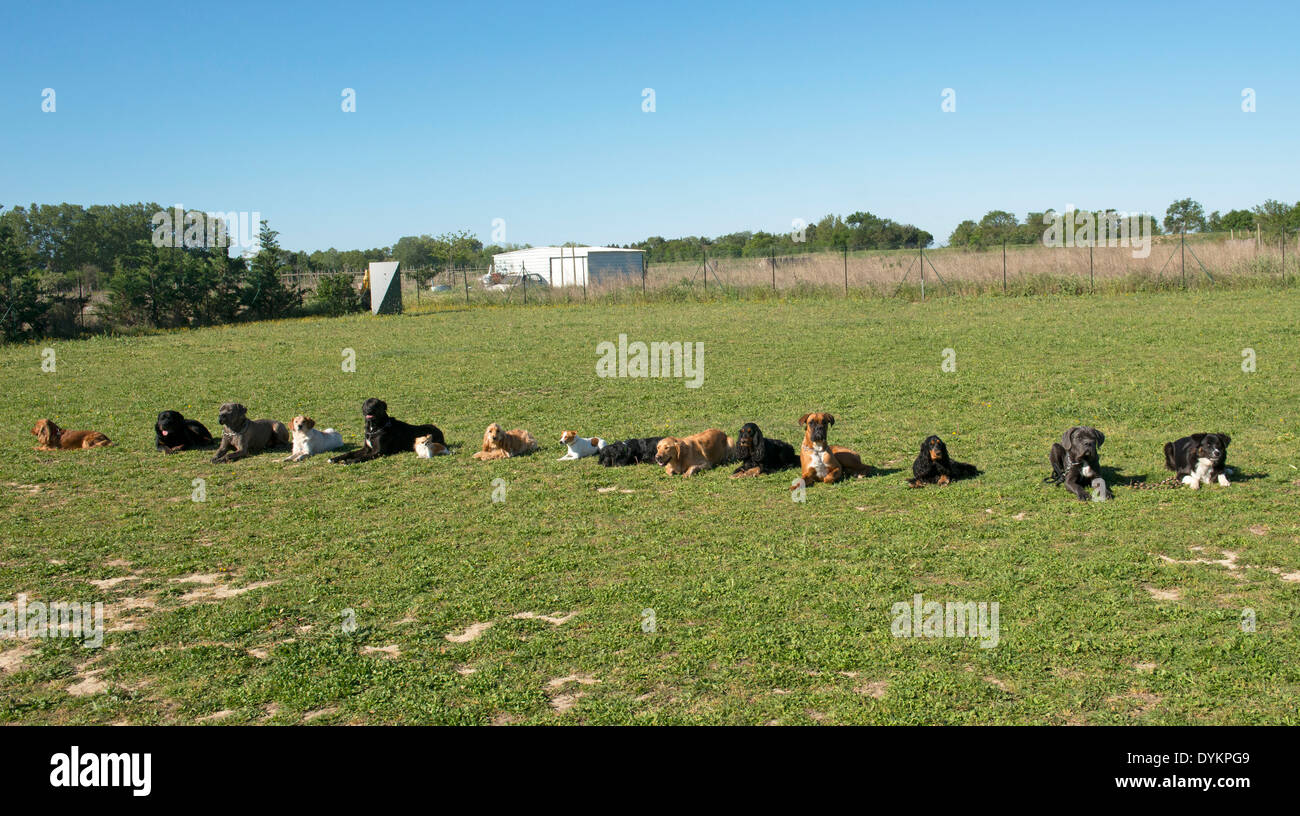 group of dogs in a training of obedience Stock Photo