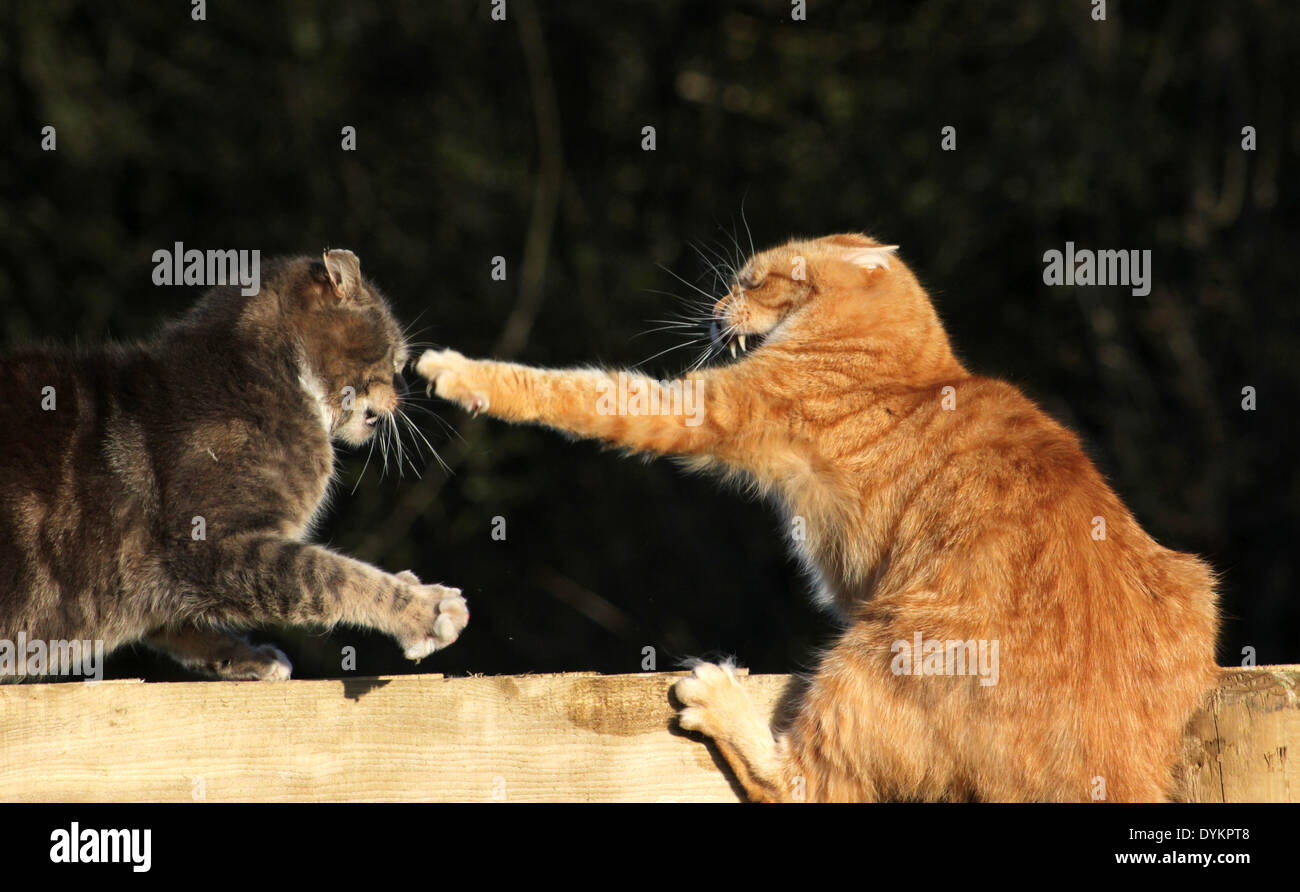 Cat tabby scratching hires stock photography and images Alamy