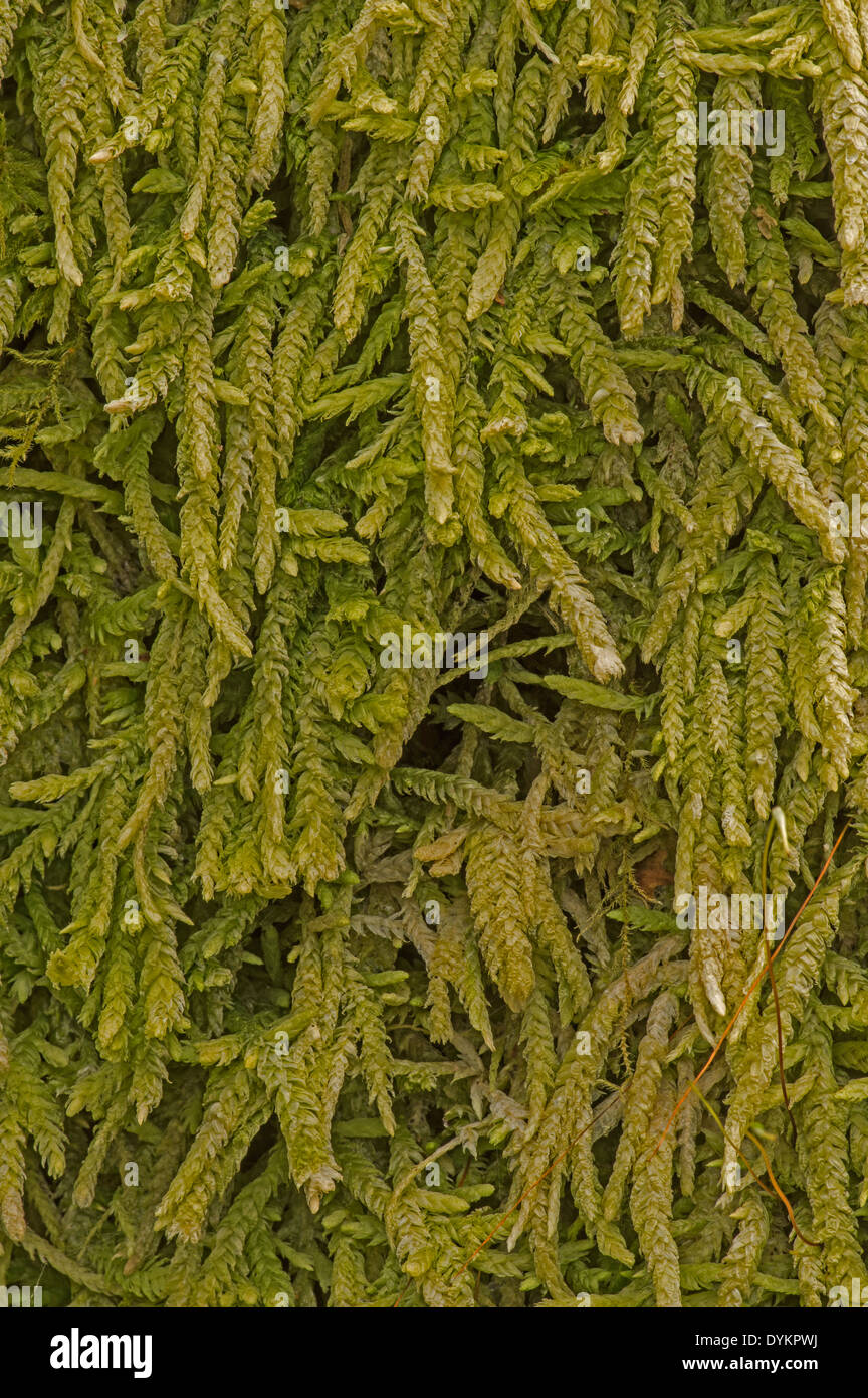 Waved Silk-moss. Common in acidic habitats. Stock Photo