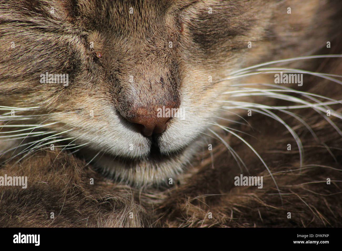 Close up grey tabby cat hi-res stock photography and images - Alamy