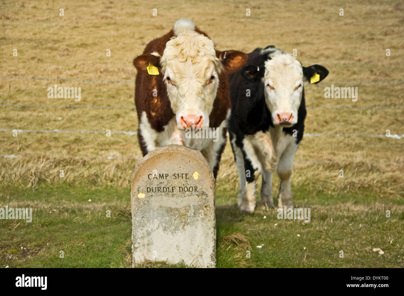 Two cows standing behind a stone way marker sign towards Durdle Door campsite Stock Photo