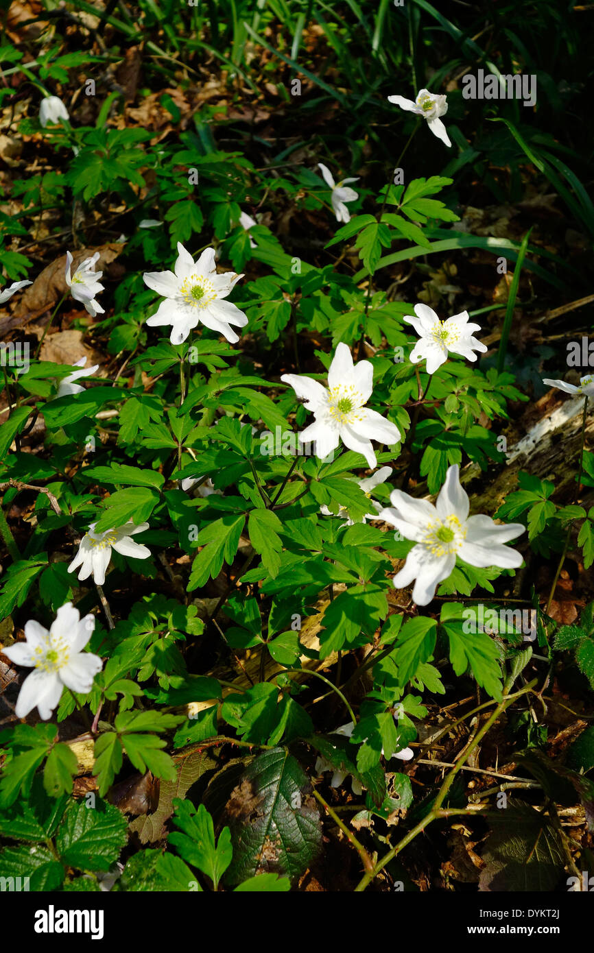 Wood Anemone ( Anemone nemorosa ) In Flower in Spring, UK Stock Photo