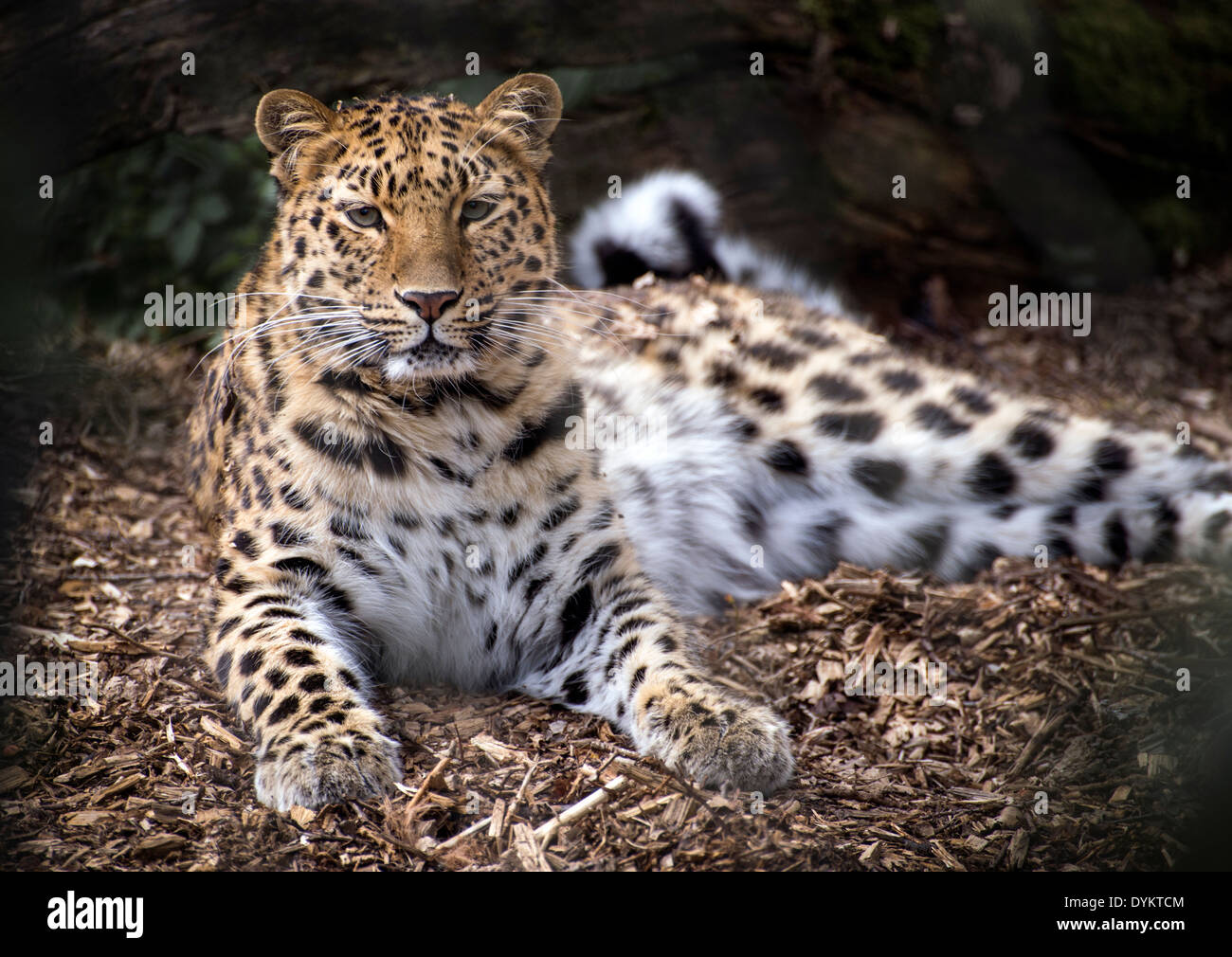 Female Amur leopard lying down, looking towards camera Stock Photo