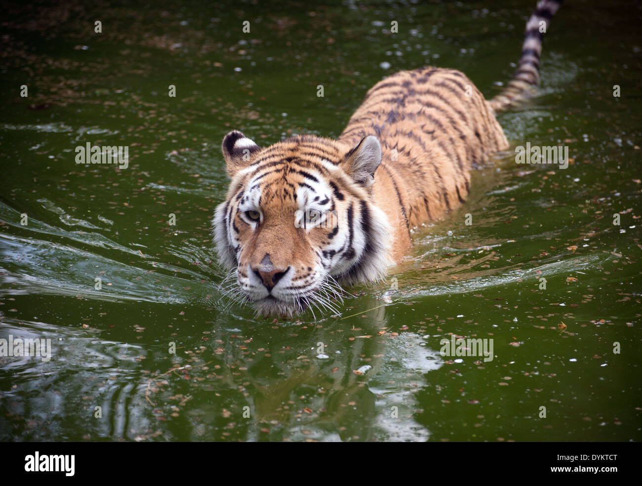 Swimming tiger pool hires stock photography and images Alamy