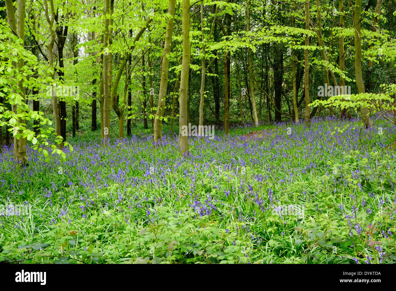 Bluebell Wood at Saltwell's Local Nature Reserve, Quarry Bank, West Midlands, England, UK Stock Photo