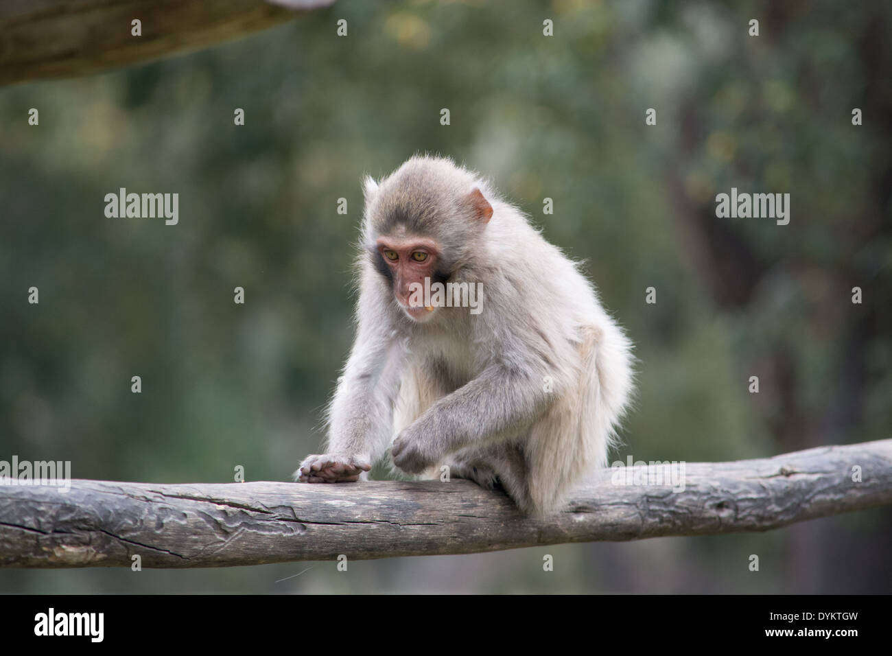a monkey sitting down Stock Photo