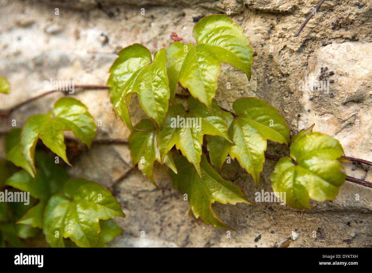 Ivy growing on a wall in Lincoln, UK Stock Photo Alamy