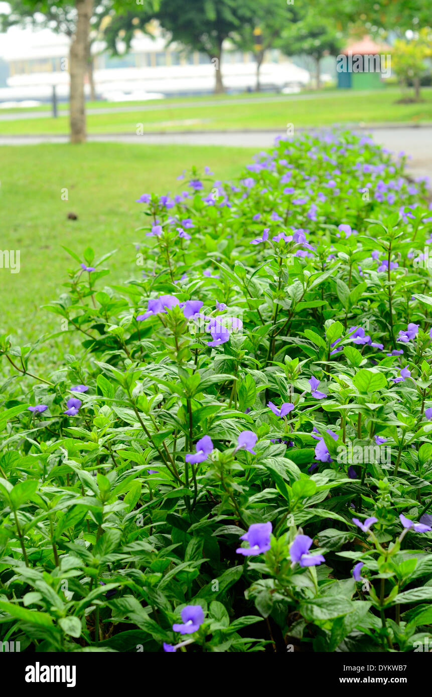 beautiful Blue Hawaii flower (Otacanthus coeruleus) at Thai flower garden Stock Photo
