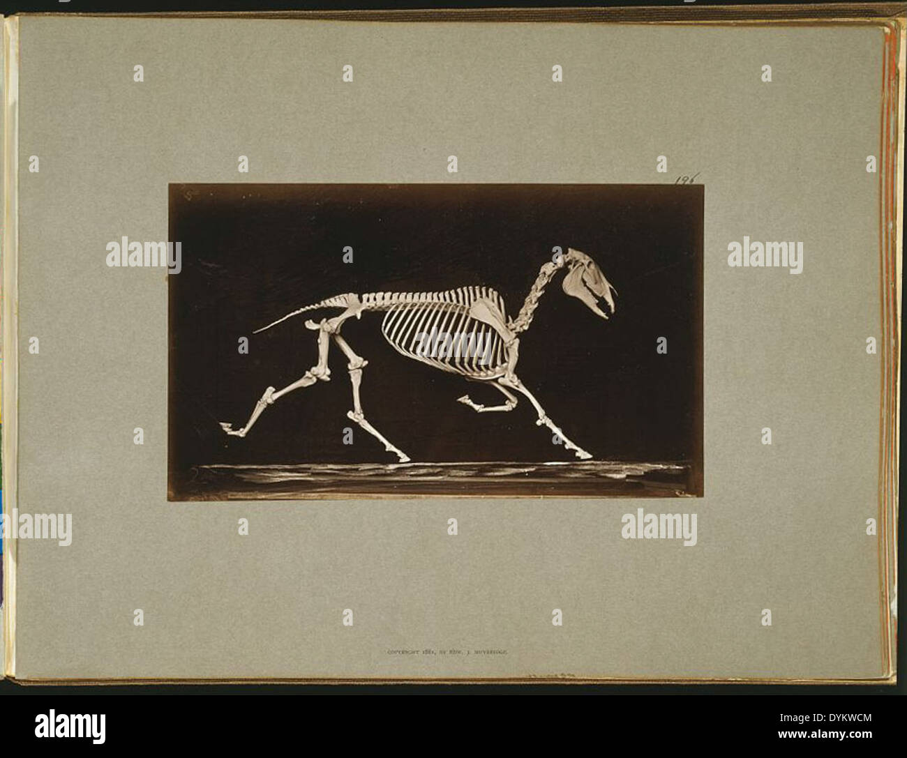 Skeleton of horse. Trotting. Nearing the ground Stock Photo - Alamy
