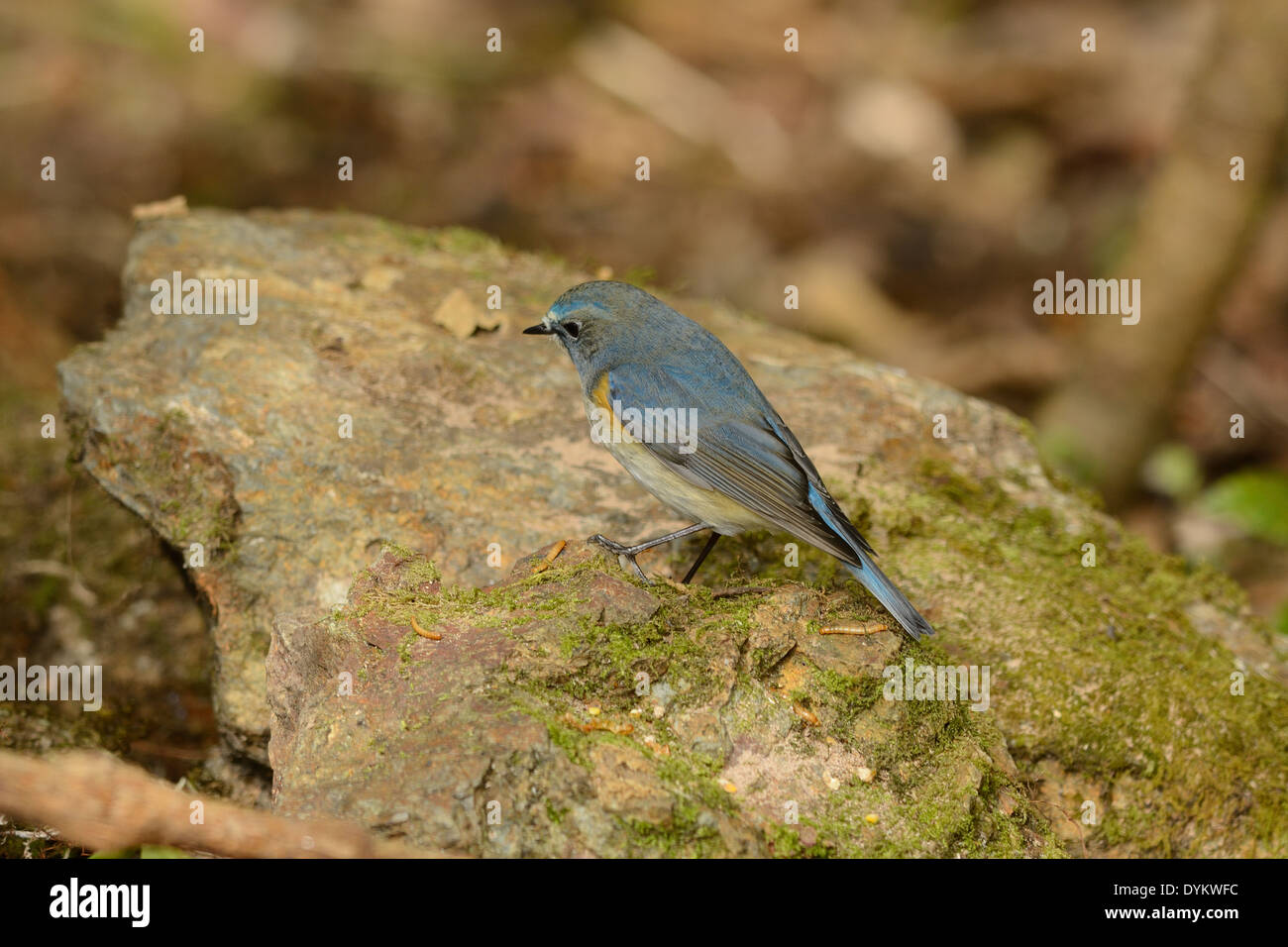 beautiful male Red-flanked Bluetail (Tarsiger cyanurus) in Thai forest Stock Photo