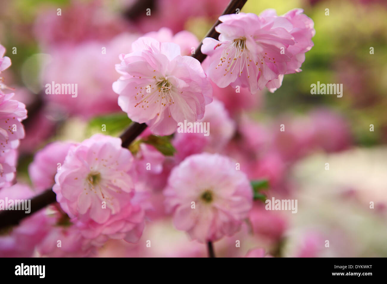 Blooming Japanese plum (Prunus mume Stock Photo - Alamy