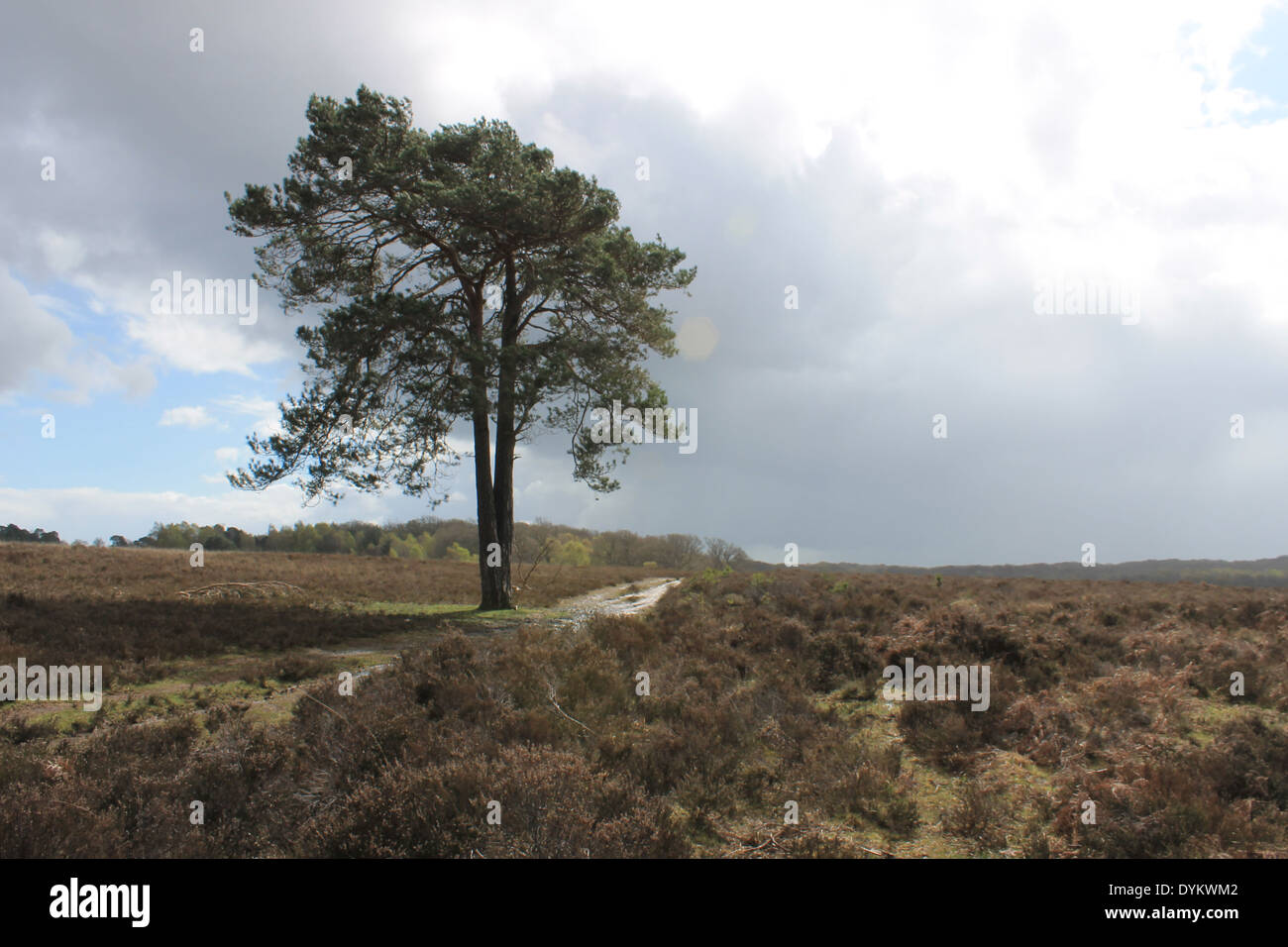 A lone Scots pine marks the footpath over heathland at Furzy Brow, near Beaulieu Road Station, New Forest National Park, UK Stock Photo