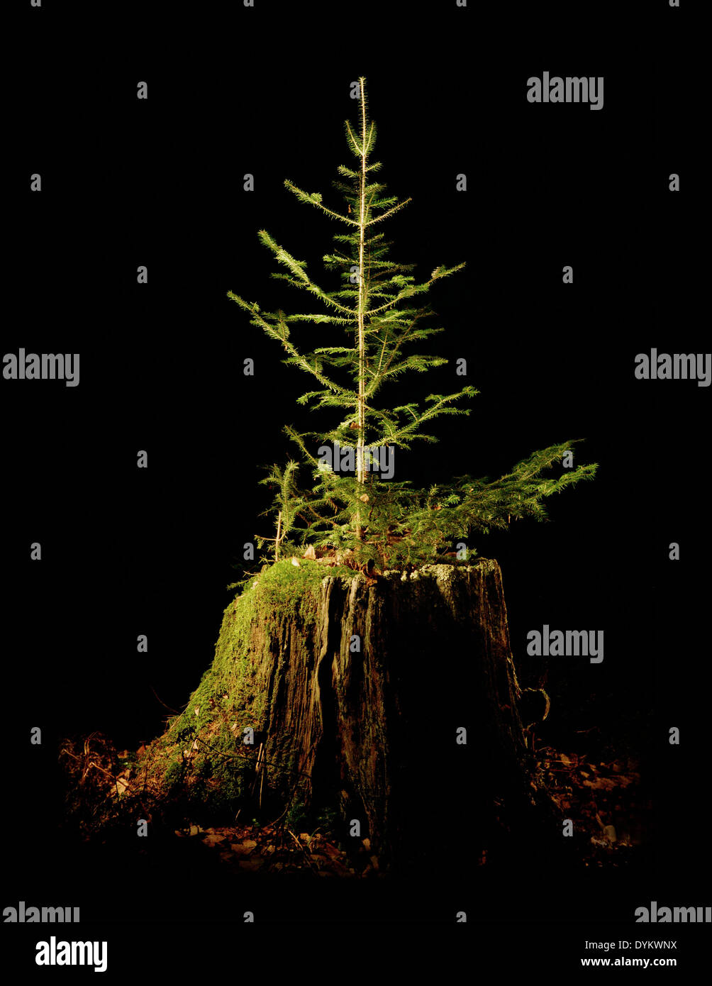 Fir tree growing out of decaying tree stump. Stock Photo