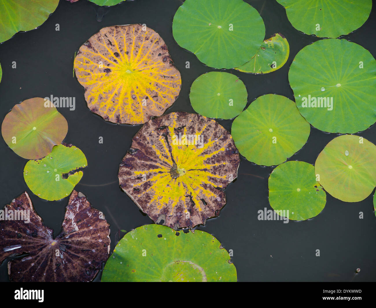 Lotus lily pads in a water garden Stock Photo