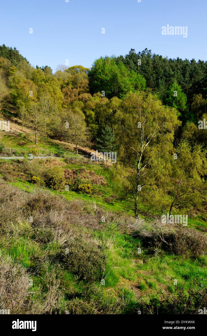 Kingsford Forest Park, Worcestershire, England, UK Stock Photo Alamy