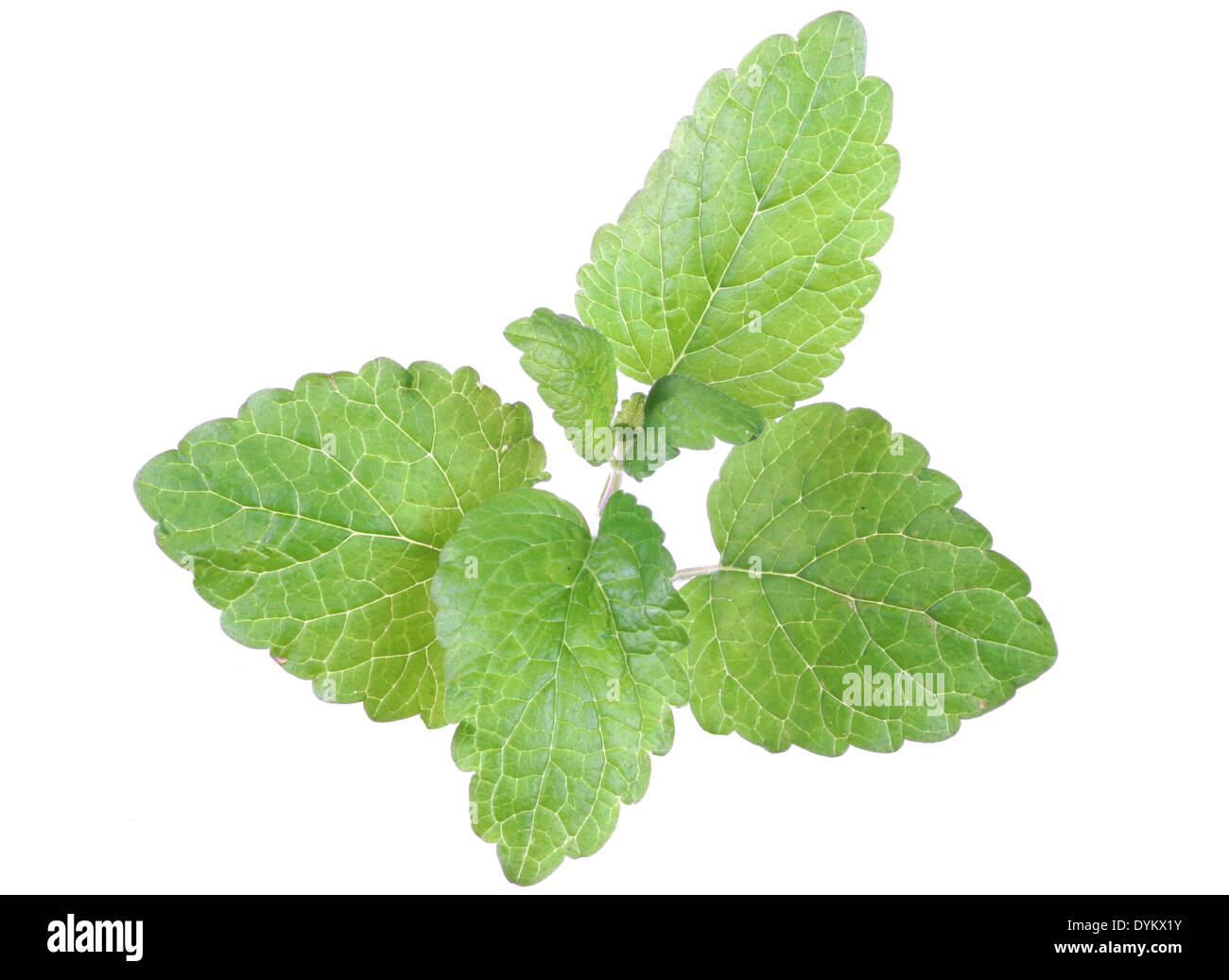 lemon balm, garden balm (Melissa officinalis), foliage, leaves Stock ...