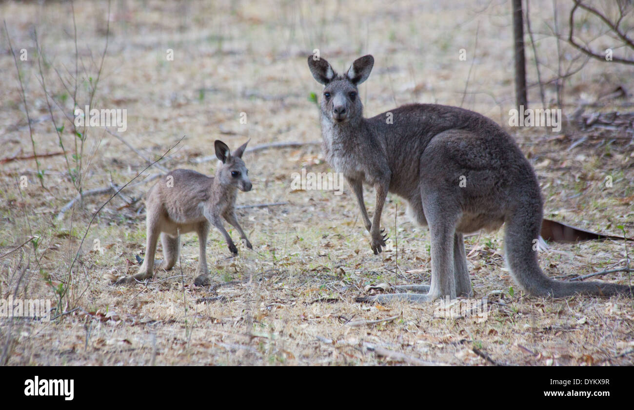 Mother & joey Eastern Grey Kangaroo, Macropus giganteus, Wollemi National Park, NSW, Australia Stock Photo