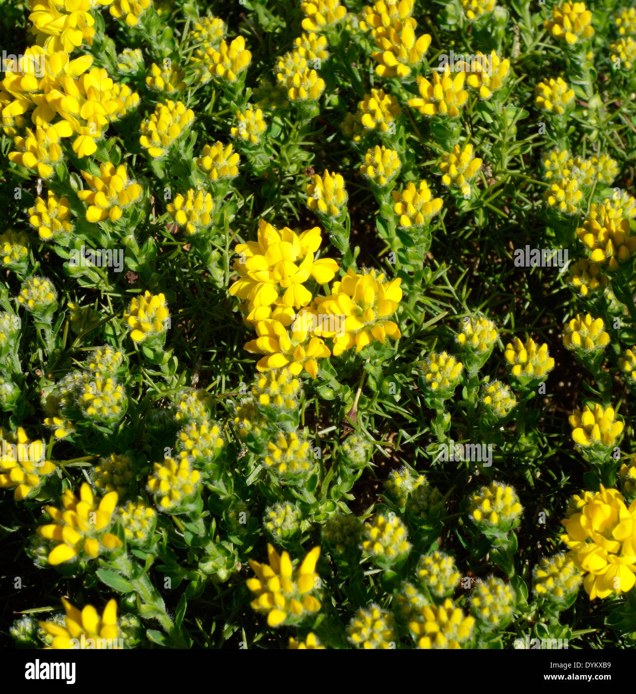 Genista hispanica ( Spanish Broom ) in Flower Stock Photo Alamy