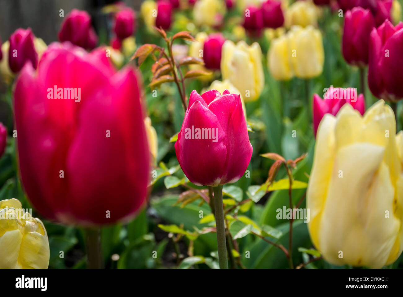 Tulips flowering Stock Photo