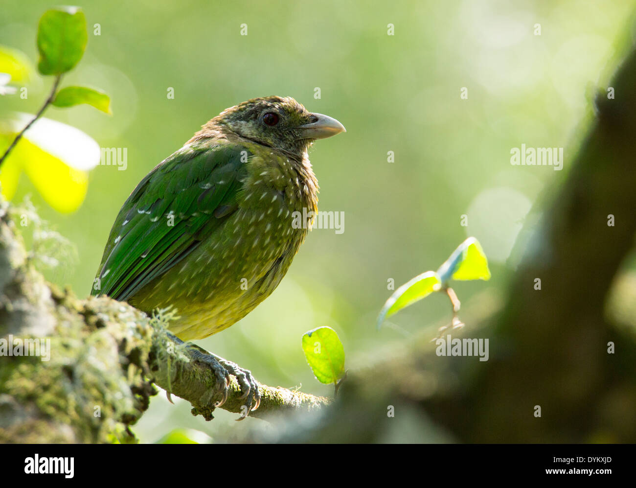 Green Catbird, Ailuroedus crassirostris, Royal National Park, NSW, Australia Stock Photo