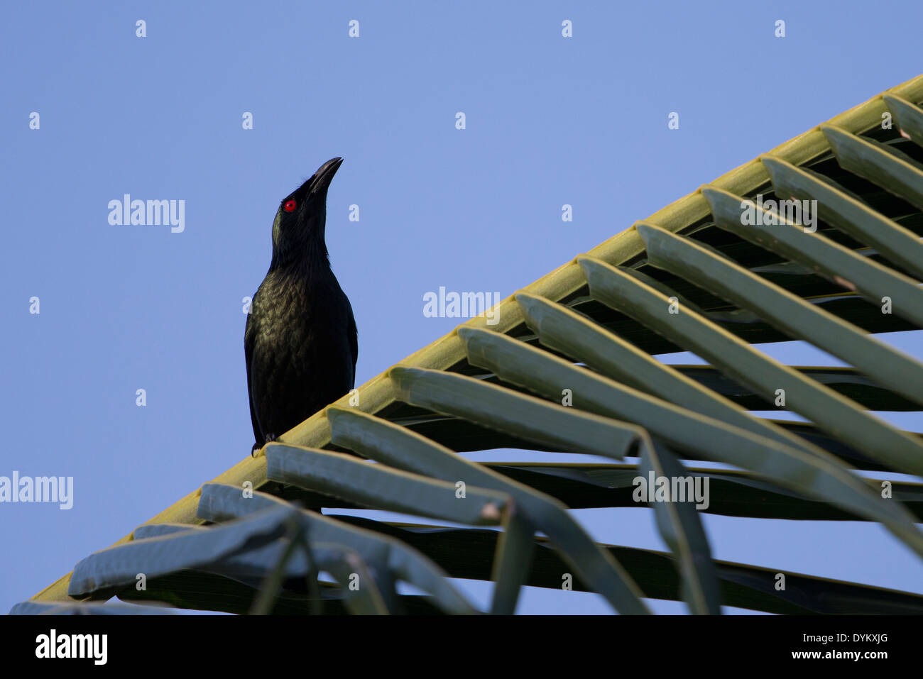 Asian Glossy Starling (Aplonis panayensis panayensis), male on a palm frond Stock Photo