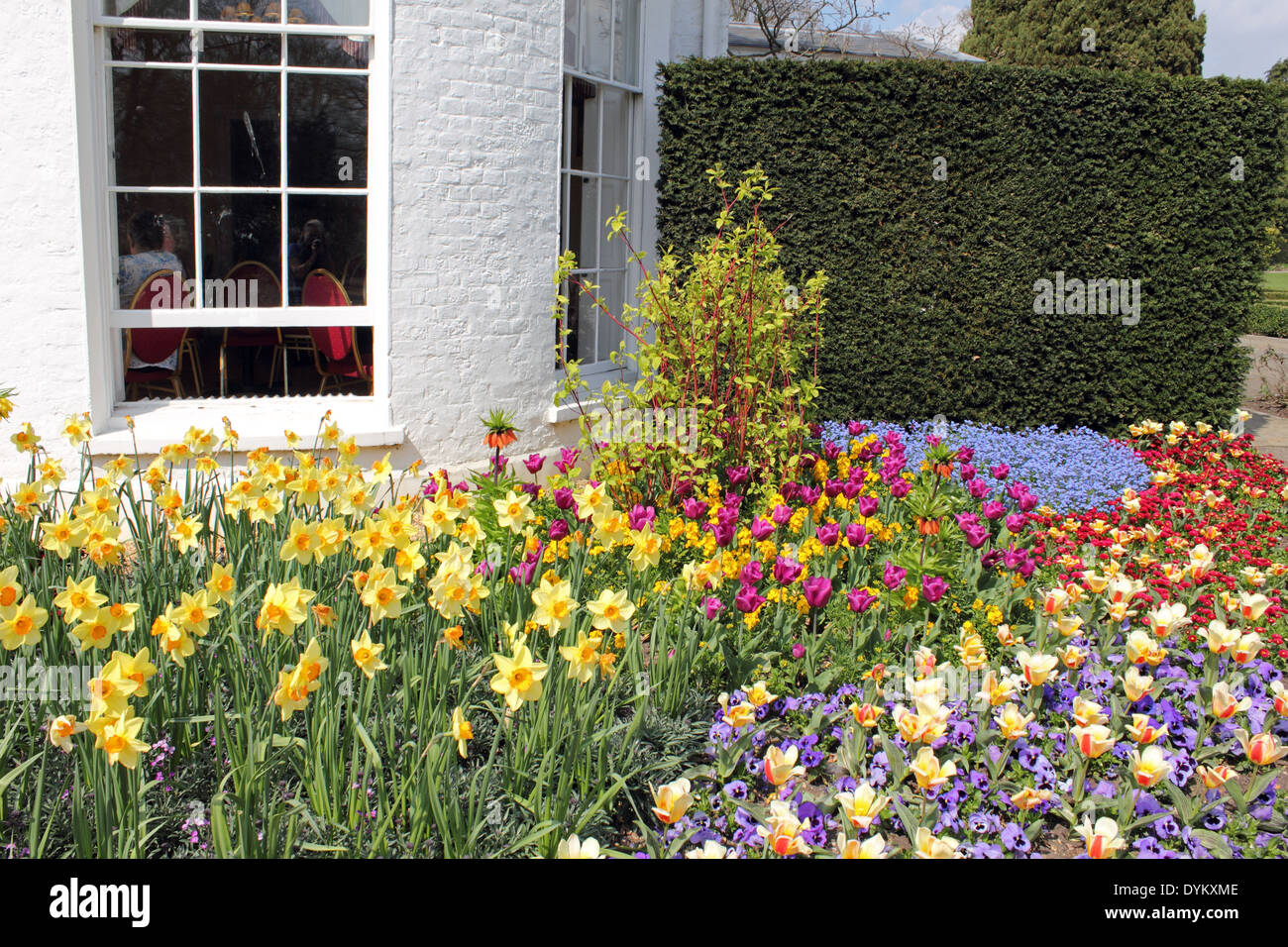 Spring flowers in Pembroke Lodge Richmond Park Surrey UK Stock Photo