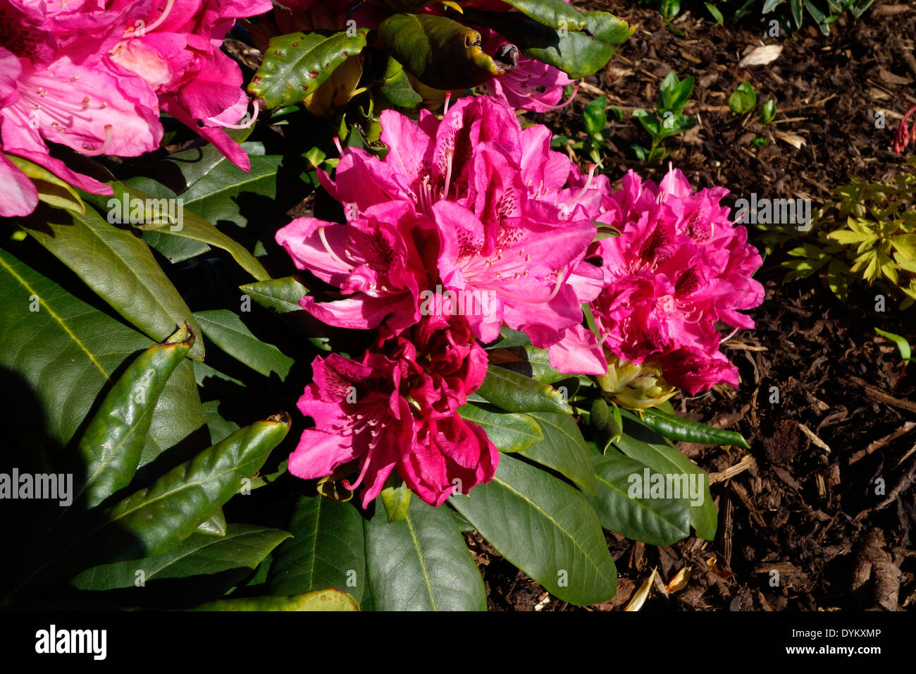Rhododendron cultivar 'Cosmopolitan' in Flower Stock Photo