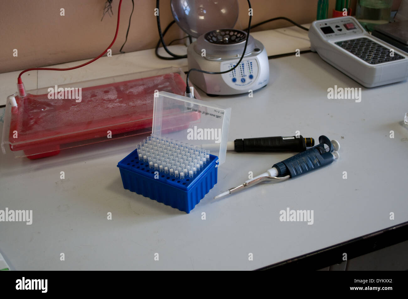 Desk in the biological laboratory. Equipment and facilities for scientific experiments. Stock Photo