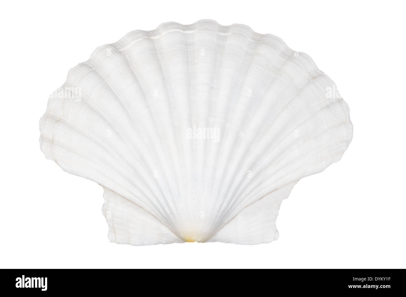 Beautify Shell Beautifiul ocean shell isolated on white background Stock Photo - Alamy