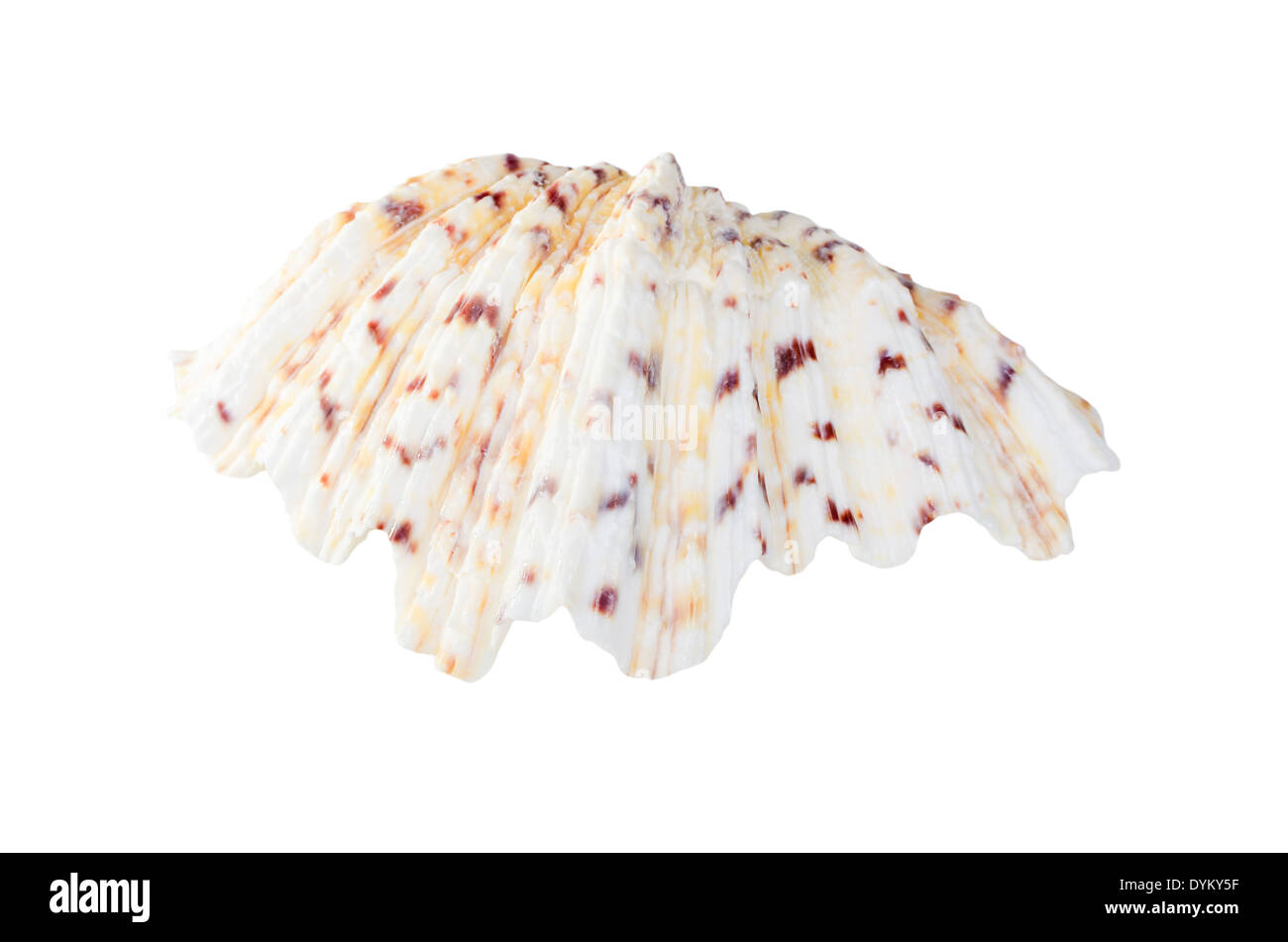 Beautify Shell Beautifiul ocean shell isolated on white background Stock Photo - Alamy