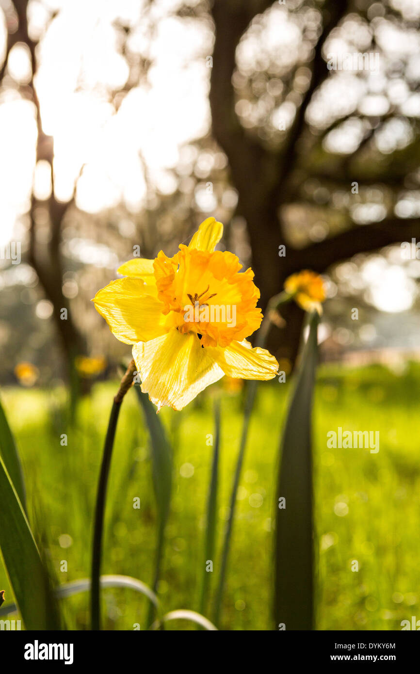 Spanish daffodil hires stock photography and images Alamy