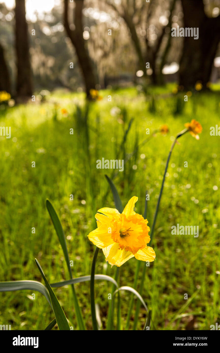 Spanish daffodil hires stock photography and images Alamy