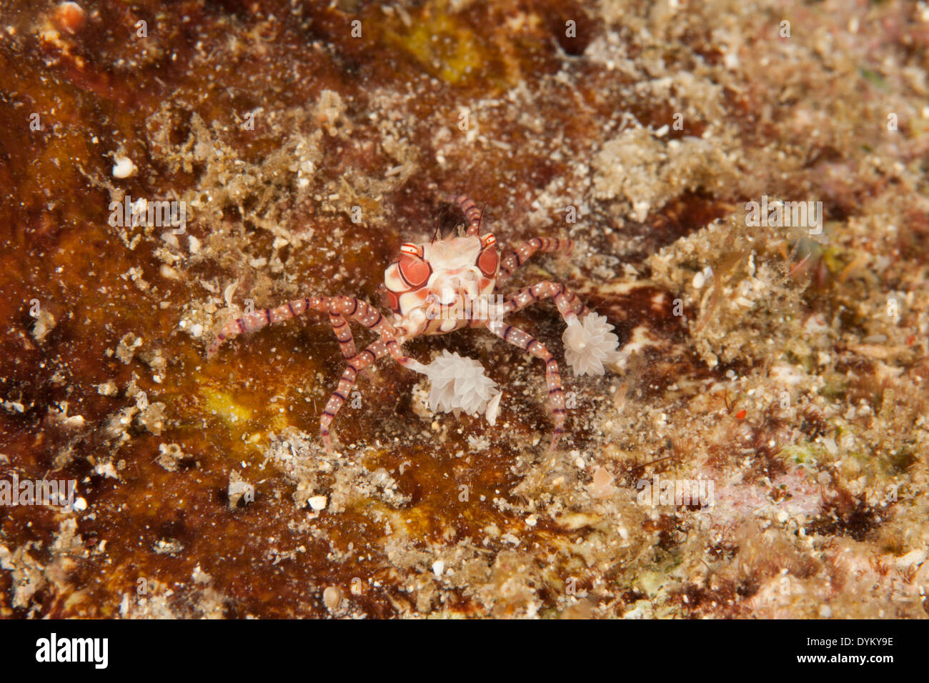 Lybia Stock Photos & Lybia Stock Images - Alamy