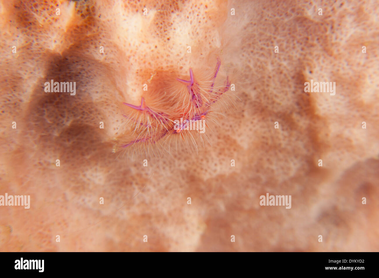 Hairy Squat Lobster (Lauriea siagiani) in a sponge in the Lembeh Strait off North Sulawesi, Indonesia. Stock Photo