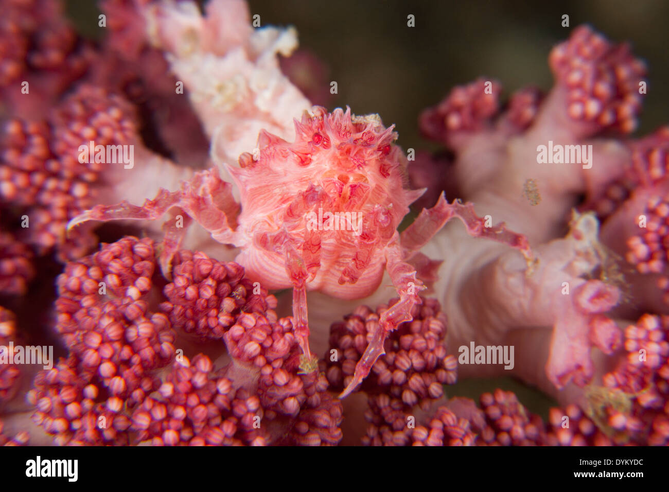 Soft Coral Crab (Hoplophrys oatesii) on red soft coral in the Lembeh Strait off North Sulawesi, Indonesia. Stock Photo