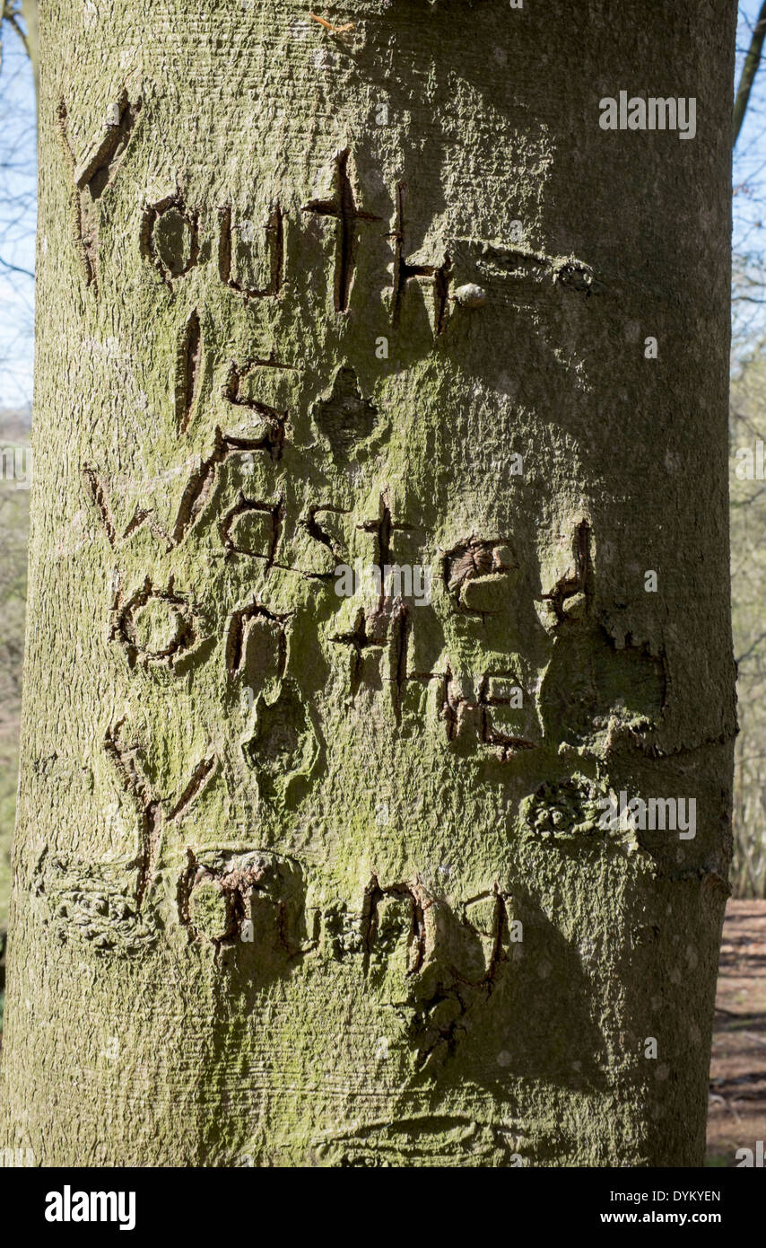 Youth Is Wasted on the Young Sign Carved into tree trunk Stock Photo