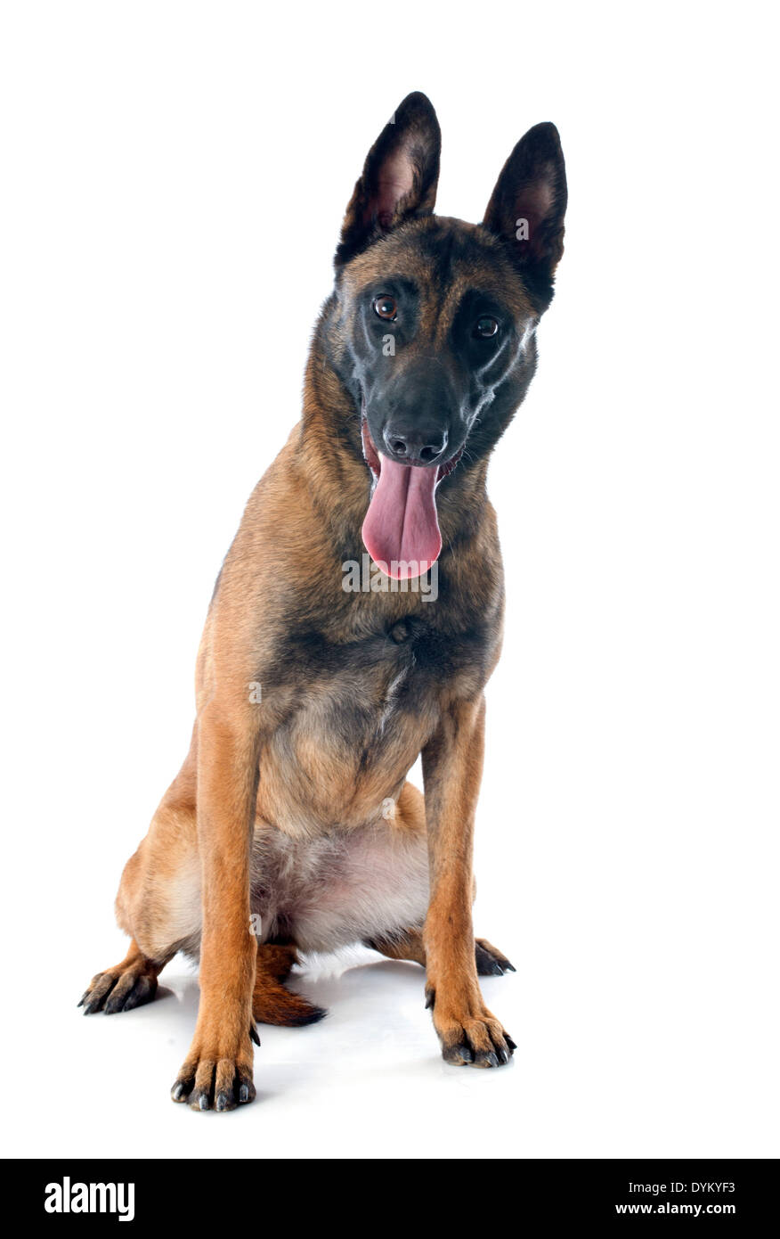 Pure malinois best sale